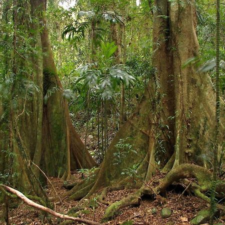 Вилла Springbrook Lyrebird Retreat Экстерьер фото